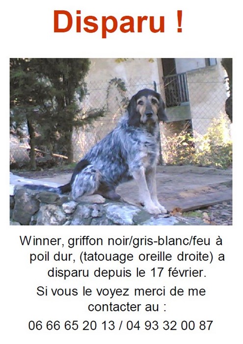 Winner, disparu depuis le 17/02/09 dans le 06 Winner10