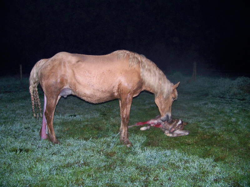 Naissance d'une merveilleuse pouliche haflinger 105_2920