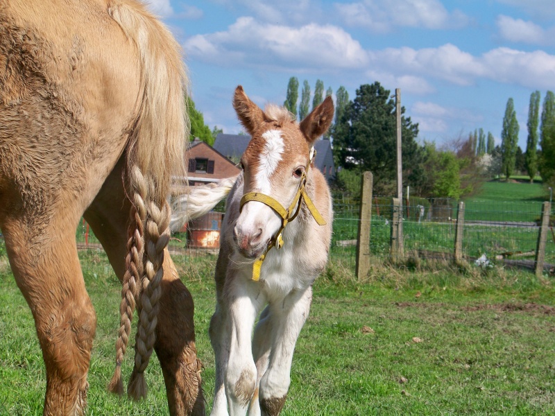 Naissance d'une merveilleuse pouliche haflinger 105_2923