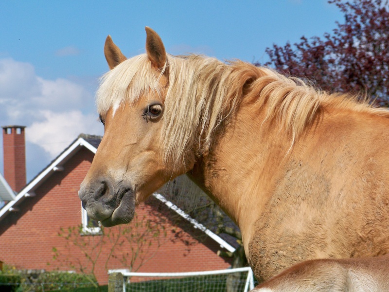 Naissance d'une merveilleuse pouliche haflinger 105_2924