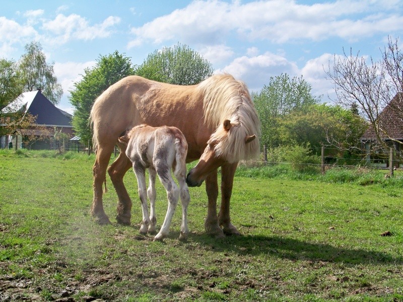 Naissance d'une merveilleuse pouliche haflinger 105_3010