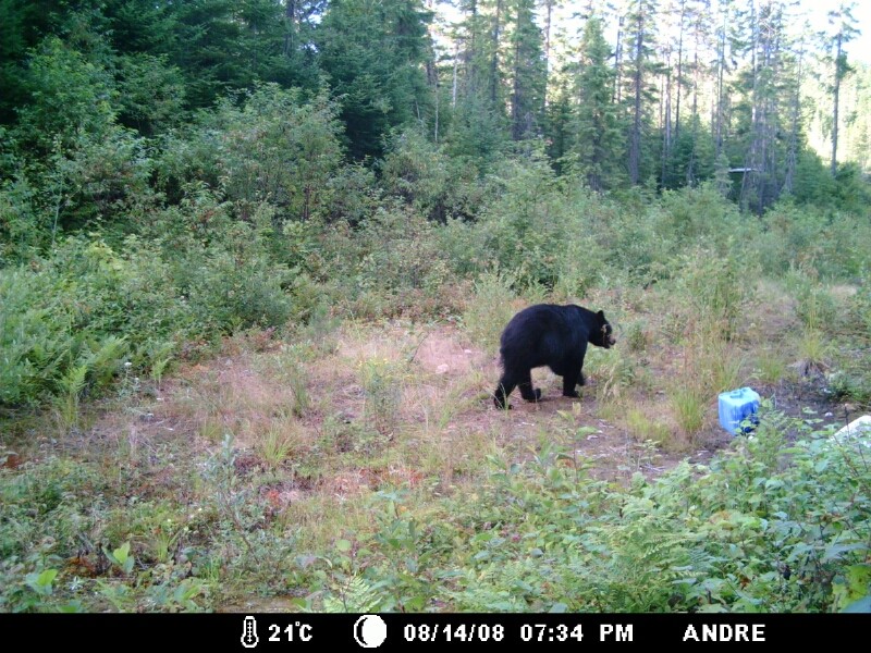 Mettez vos photos d'ours de caméra de détection 2008  :D Mdgc0015