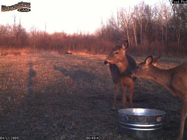 photos de chevreuil de ma buckeye cam P_010512