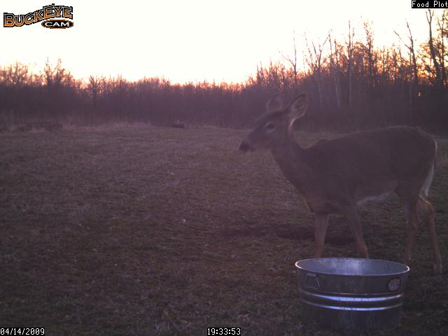 photos de chevreuil de ma buckeye cam - Page 2 P_010627