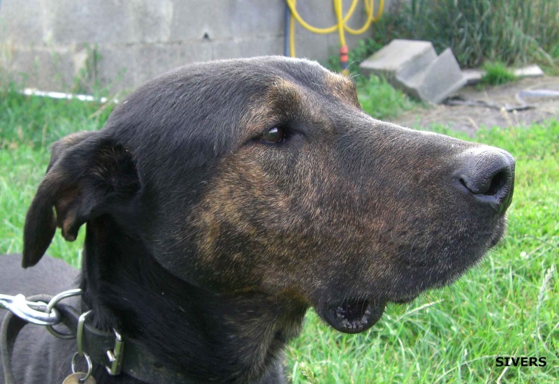 Sivers, croisé labrador très fin, 3 ans - Page 6 Cimg6820