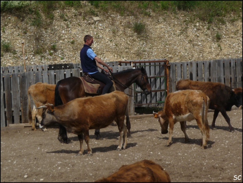 Sortie "Bétail" au CMW ranch à Savasse dans la Drôme. - Page 6 P1020313