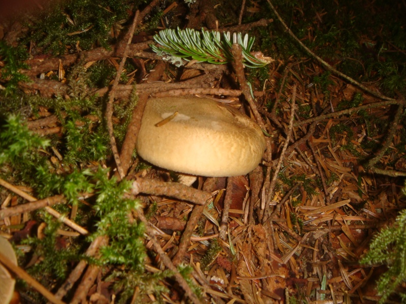 quelques champignons Dsc07212