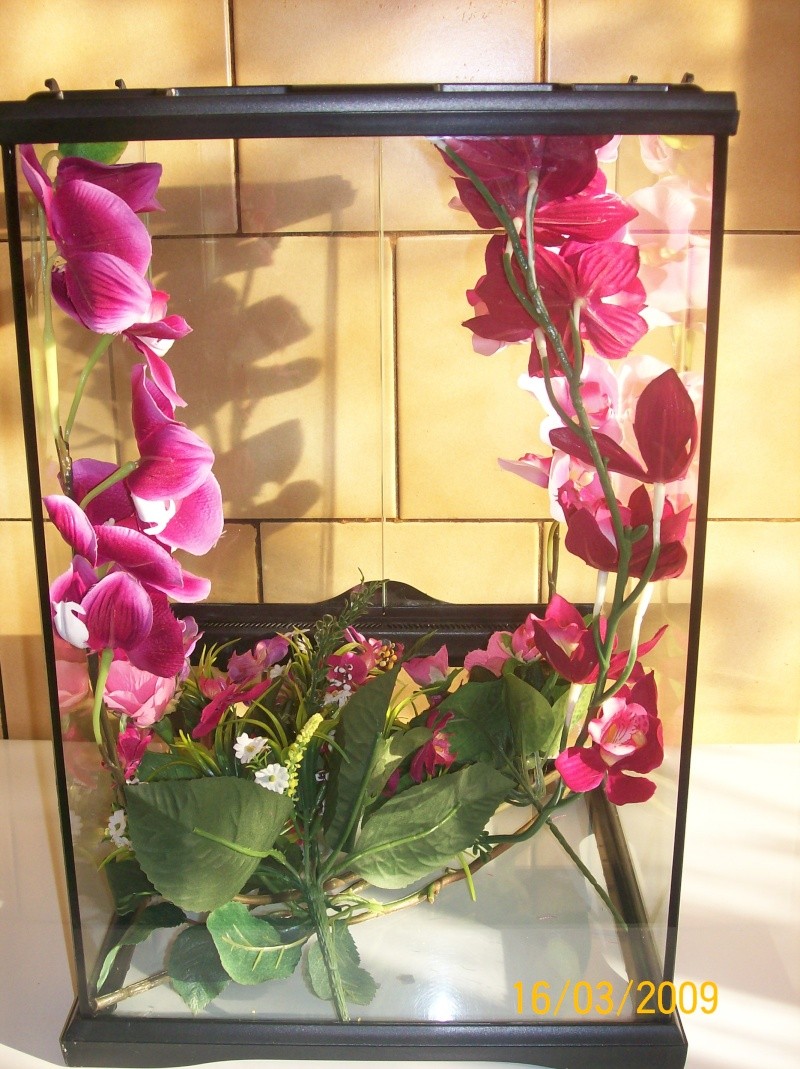 Ma mante orchidée 100_6239