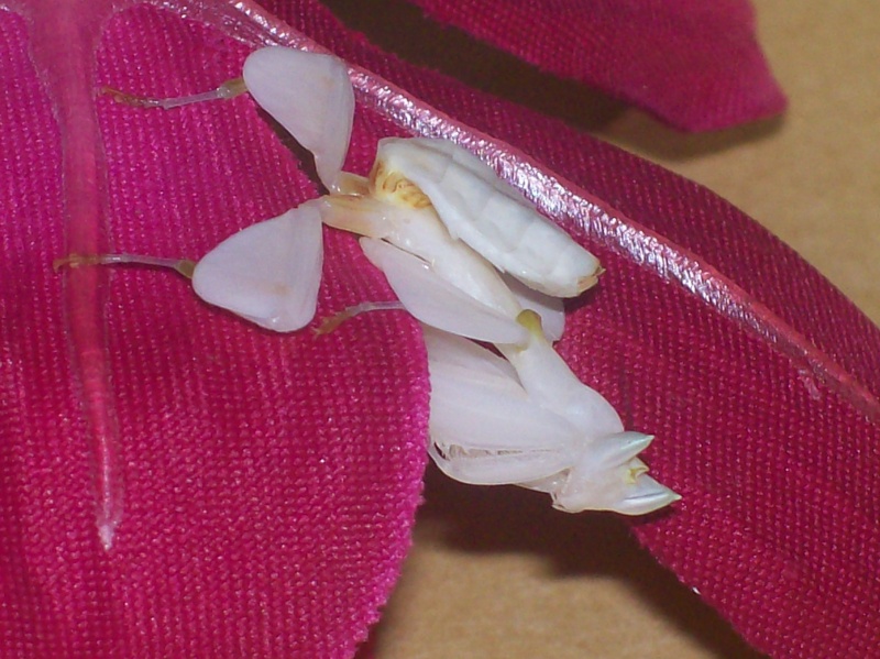 Suivit de Douce "mante orchidée" 100_6910