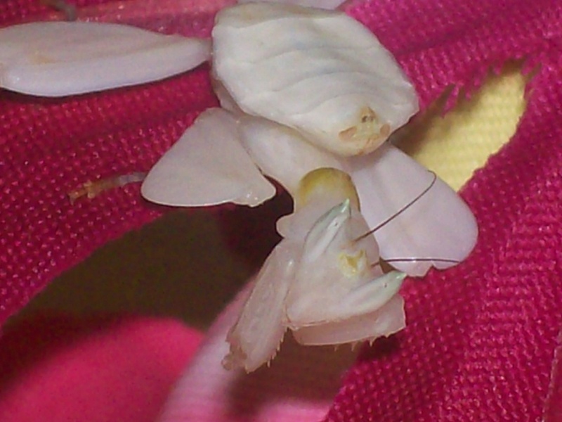 Suivit de Douce "mante orchidée" 100_6912