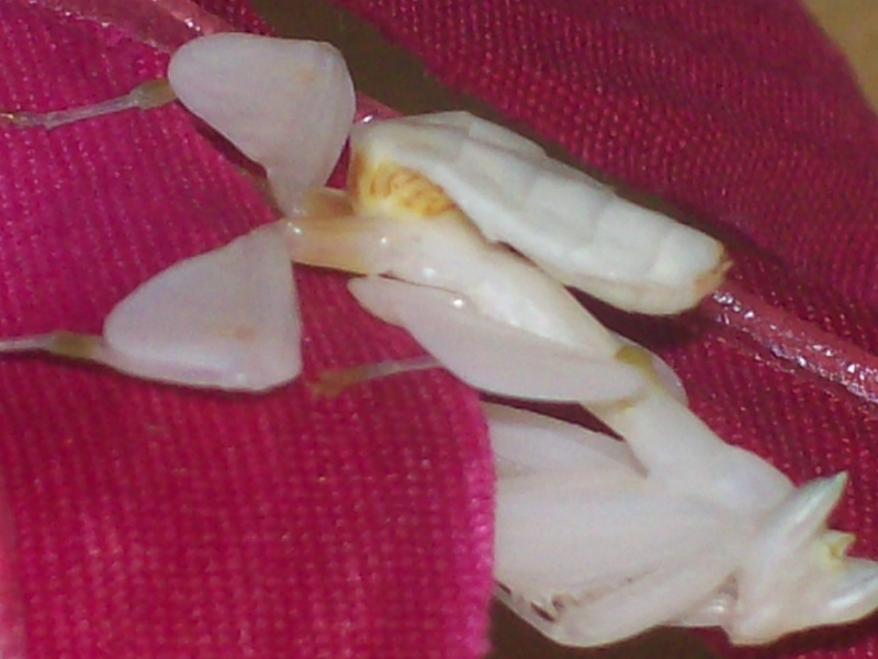 Suivit de Douce "mante orchidée" 100_6913