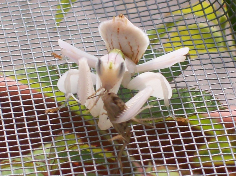 Suivit de Douce "mante orchidée" 100_7719