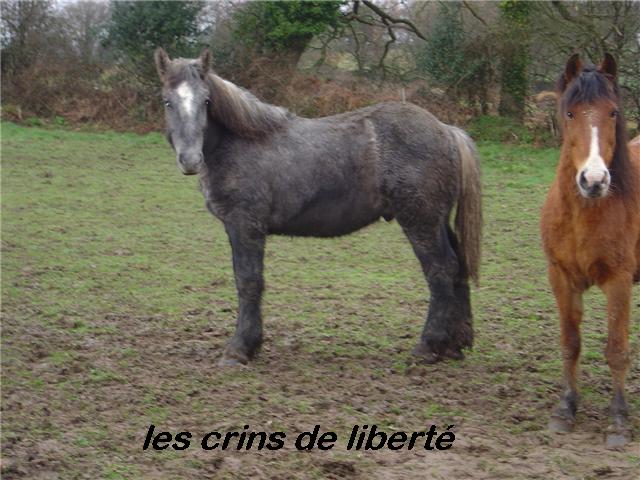 UNIK 17 (grisou) Trait Percheron réservé par malaguenio (2009) 1bis11