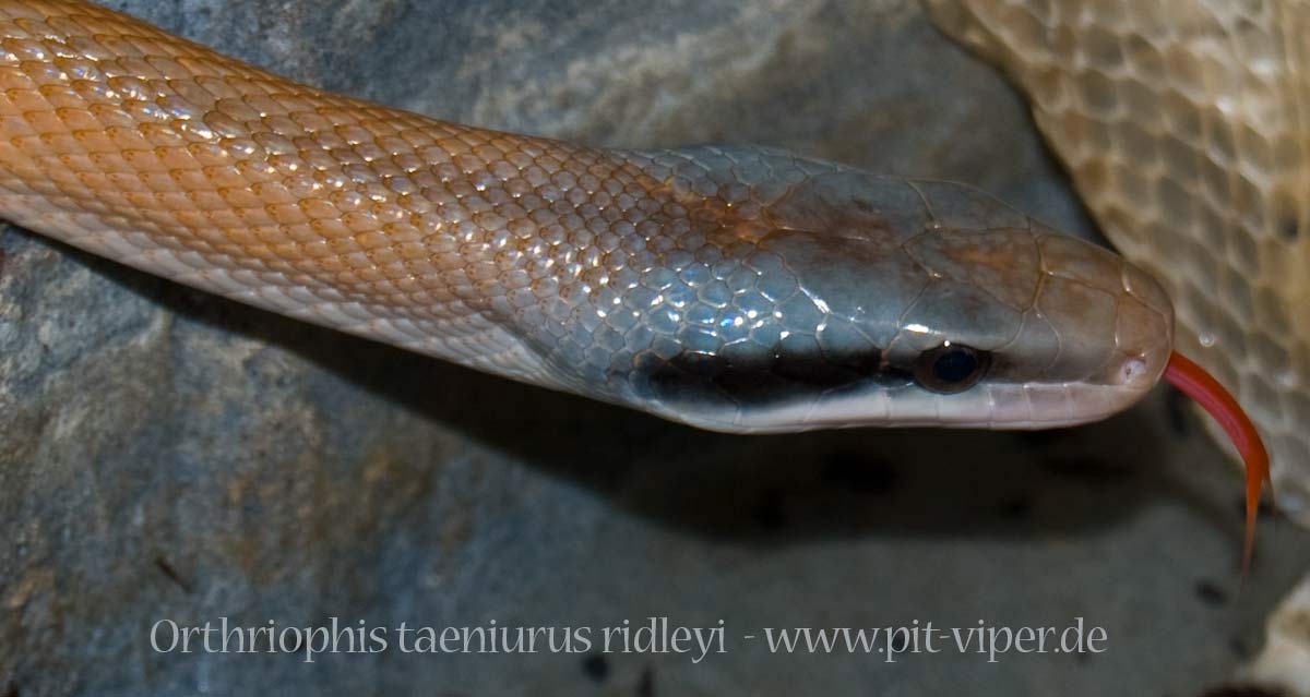 Cave Dwelling Rat Snake Pics Ridley10