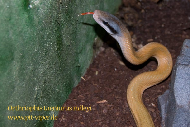 Cave Dwelling Rat Snake Pics Ridley11