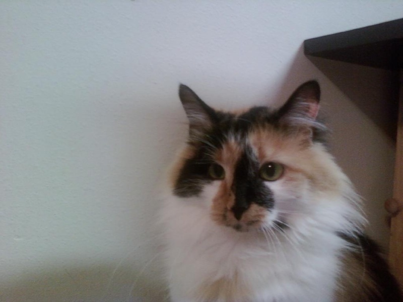 Free to good home, adult female calico cat Cc110