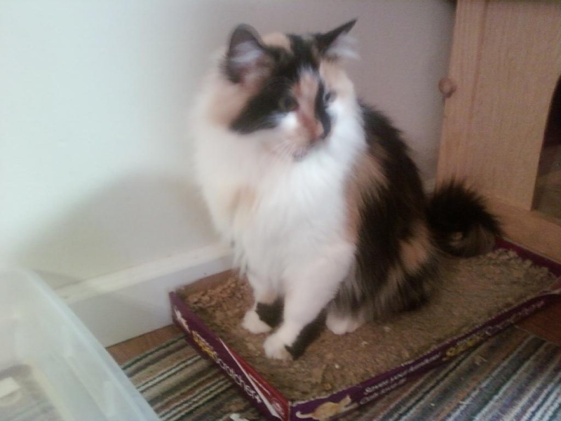 Free to good home, adult female calico cat Cc210