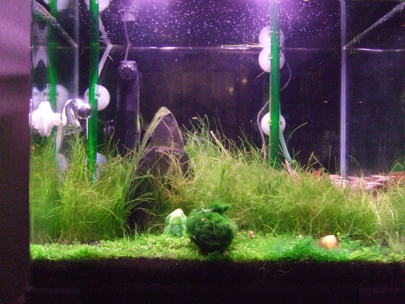 Mes petits aquarium. Dscf2513