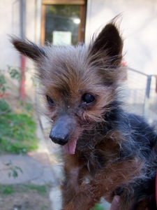 trés vieille mamie york a plaisir (78) - ADOPTEE - Anm_ph12