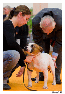 Concours photo Chien et maitre - Page 13 C311