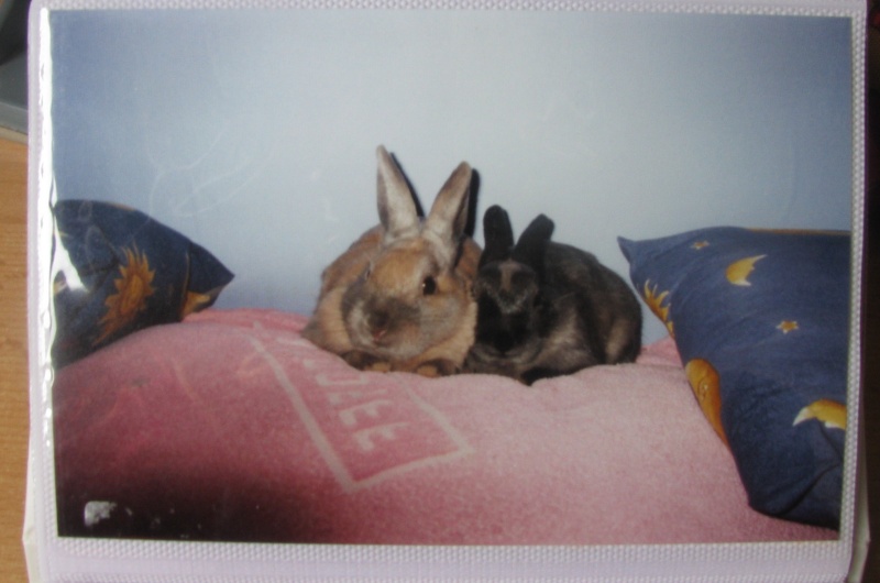 Mes anciens lapins Lap_310