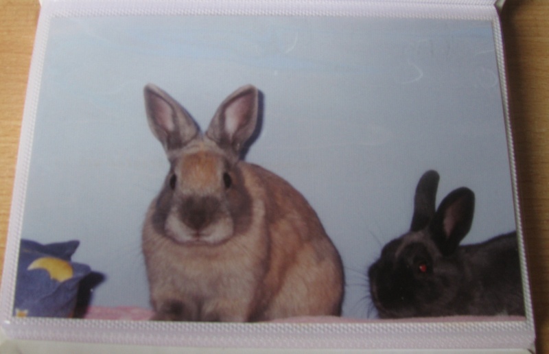 Mes anciens lapins Lap_410