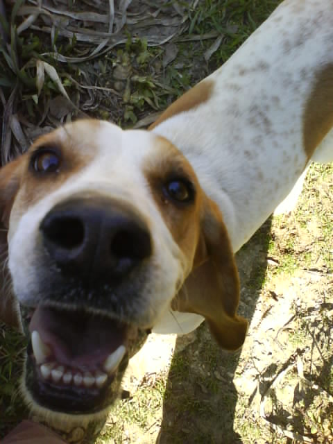 CHARLOTTE, croisée beagle/basset hound femelle, 3/4 ans (13) Dsc00313