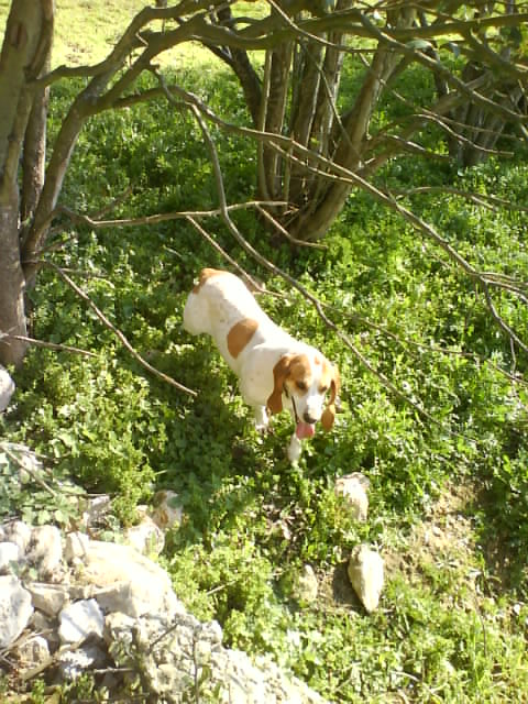 CHARLOTTE, croisée beagle/basset hound femelle, 3/4 ans (13) Dsc00314
