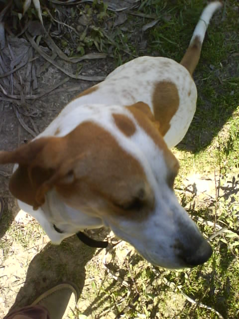 CHARLOTTE, croisée beagle/basset hound femelle, 3/4 ans (13) Dsc00315