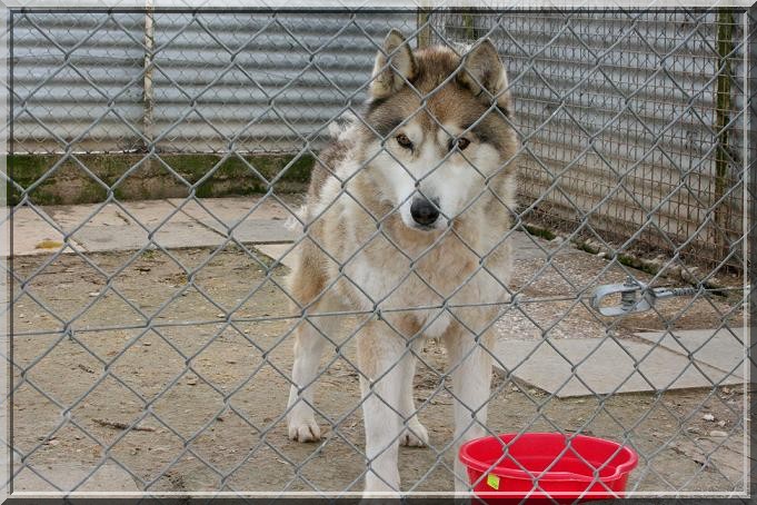 TOBROUK HUSKY 10 ans calme, independant et gentil REF ( 51) - Page 2 Img_4521