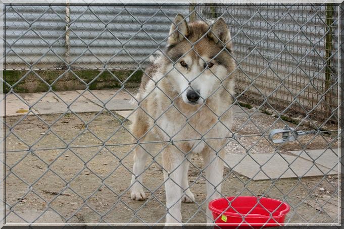 TOBROUK HUSKY 10 ans calme, independant et gentil REF ( 51)  Img_4521