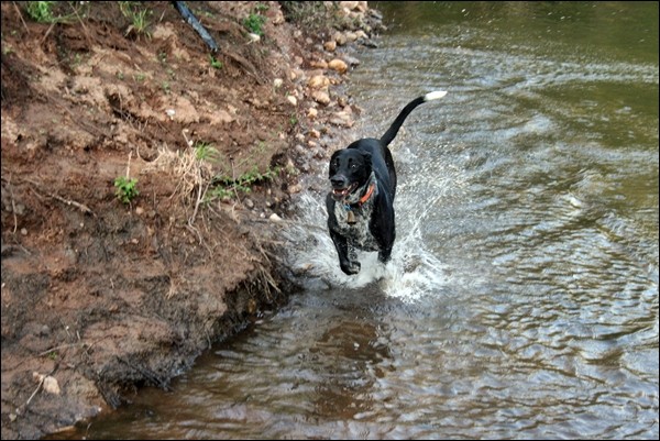 Concours nos chien dans l'eau les participants 09063010