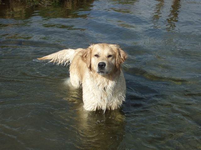 Concours nos chien dans l'eau les participants Kely110