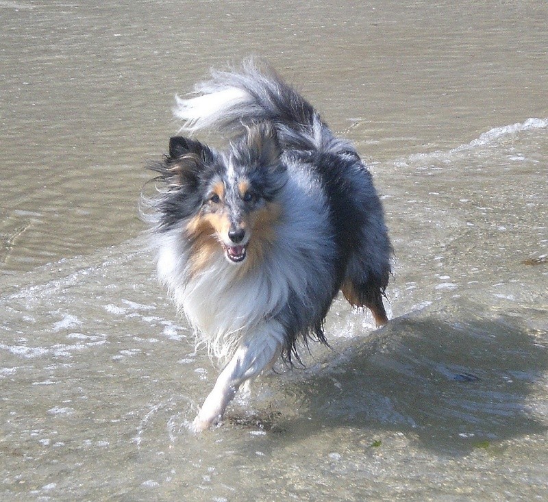 Concours nos chien dans l'eau les participants Zaulli11