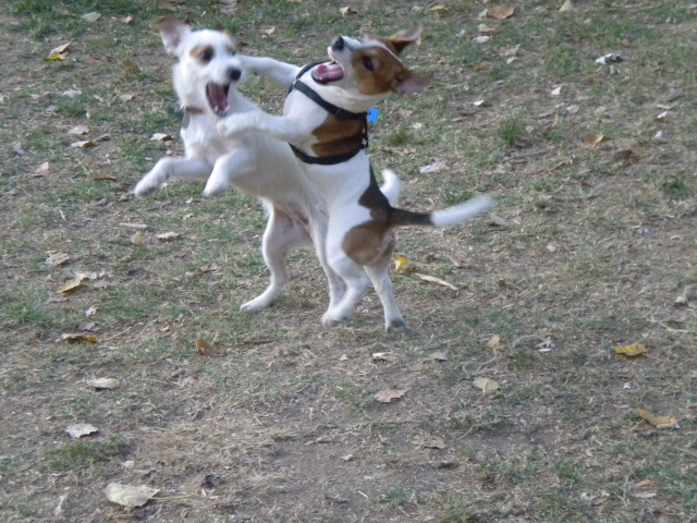 Axel & Pepita Axel_p11