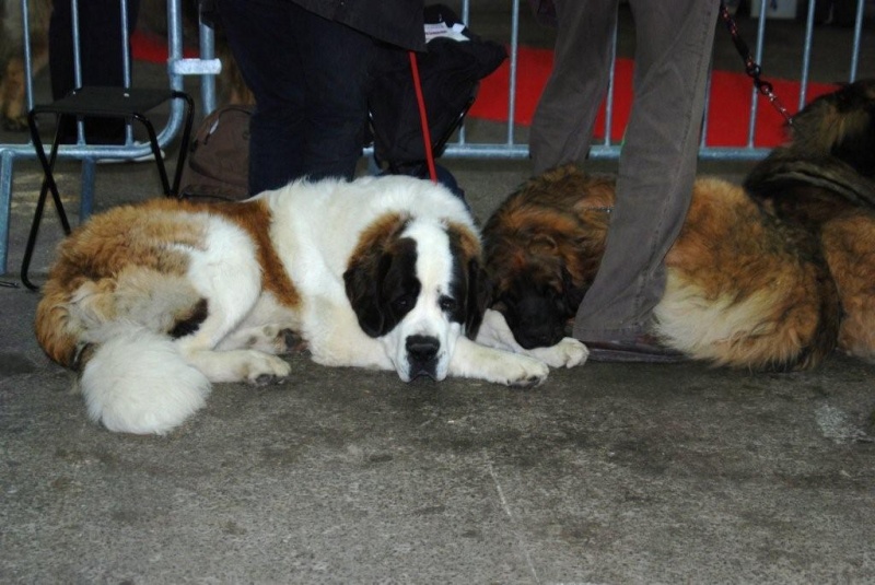 Perdu Saint bernard et retriever (ESSONNE) Limoge10