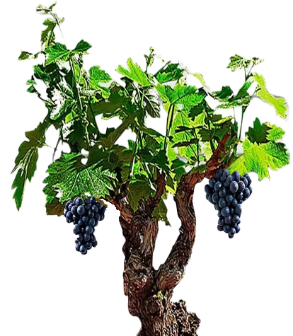  [ OBJETS ET BILLBOARDS ]  Recherche un pied de vigne  Vigne_11