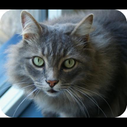 Chat Perdu Plum La Seyne Sur Mer Dept Chat Perdu Plum La Seyne Sur Mer Dept