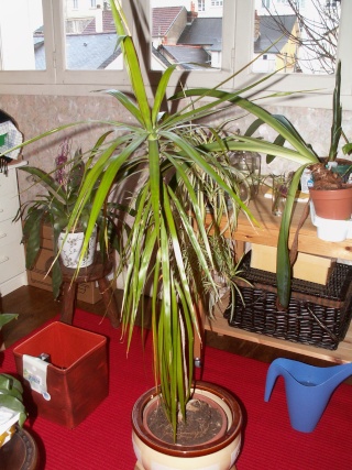 que je vous cause de mon Dracaena... 8_mars12