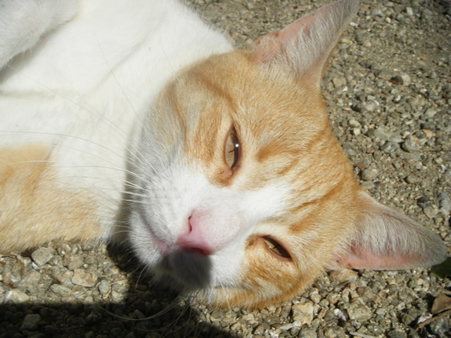Gato blanco y naranja aparecido en el parque de Santa Margarita 168