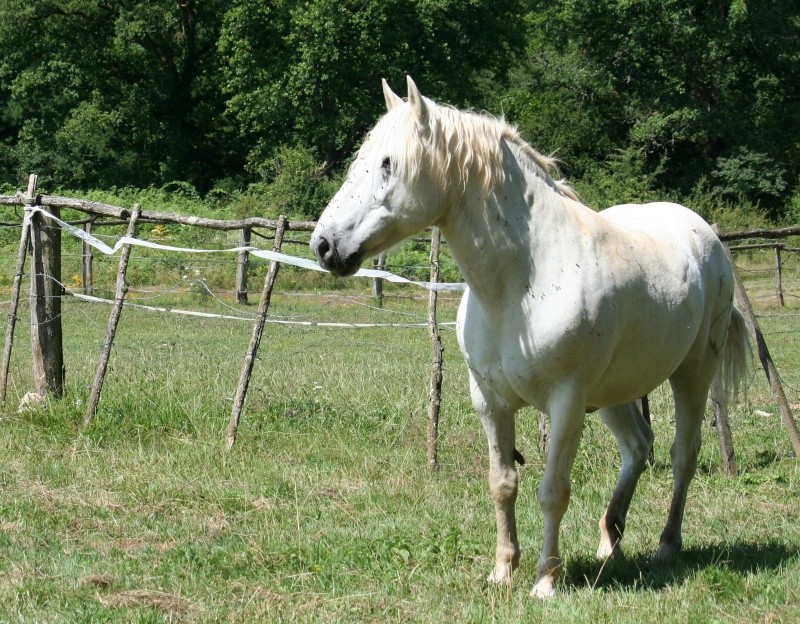 mes chevaux... - Page 2 08210