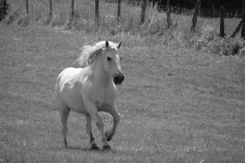 mes chevaux... - Page 2 09210