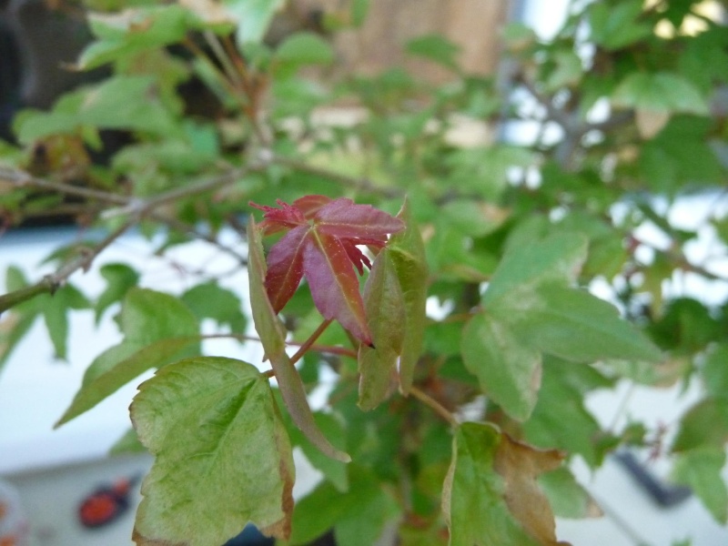 Acer Buergeranium de jardinerie Nsmail11