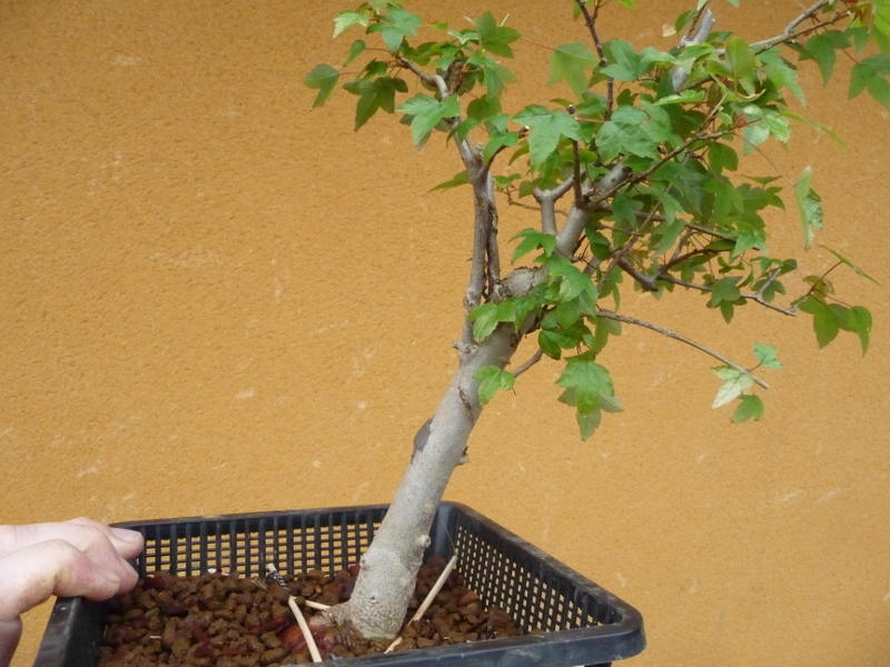 Acer Buergeranium de jardinerie P1000212