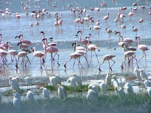 سباخ أولاد زواي Les lacs d'Ouled Zouai Natron10