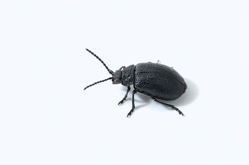 [Galeruca sp.]Coleoptère noir Colaop10