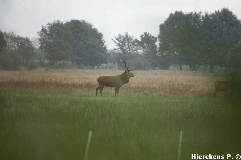 Brame du Cerf Rouge en Belgique! _mg_6610