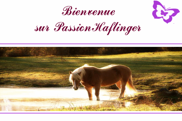 La passion des Haflingers, chevaux et poneys