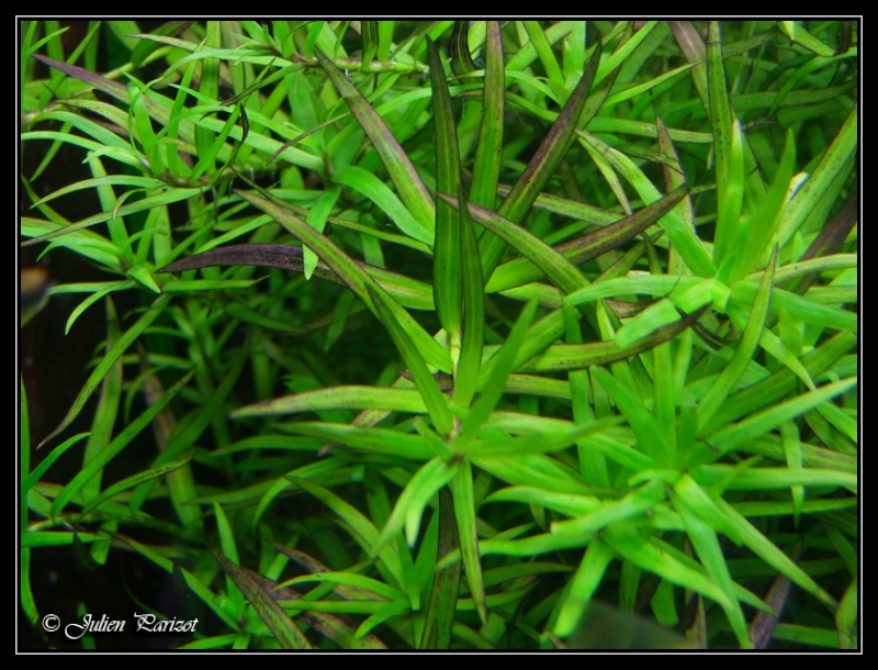 Heteranthera zosterifolia (Hétéranthère à feuilles de zostère) Dscf4618