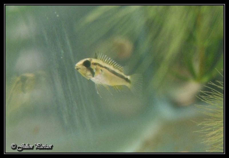 Apisto. cacatuoides III - Page 2 Dscf4820